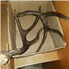 Image 2 : 2 DEER ANTLERS