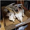 Image 1 : 5 GOAT SKULLS