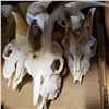 Image 2 : 5 GOAT SKULLS