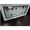 Image 1 : SHADOW BOX OF BEETLES AND BUTTERFLYS