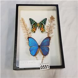 SHADOW BOX W/ BUTTERFLIES