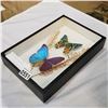 Image 2 : SHADOW BOX W/ BUTTERFLIES