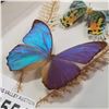 Image 3 : SHADOW BOX W/ BUTTERFLIES