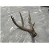 Image 2 : DEER ANTLER