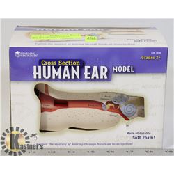 NEW 2004 CROSS SECTION OF HUMAN EAR
