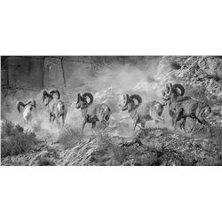 “THE GREAT MARCH WEST” CALIFORNIA BIGHORNS FROM KAMLOOPS, B.C. 18” X 36” CANVAS PRINT JEFFREY JACKSO