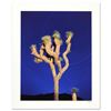 Image 1 : Robert Sheer, "Joshua Tree" Limited Edition Single Exposure Photograph, Numbered and Hand Signed wit