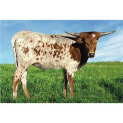 KDK DUTY'S DISCO INFERNO