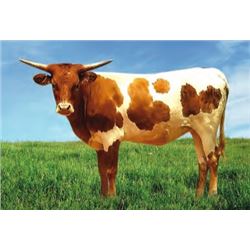 BELLE OF THE CASINO HCL