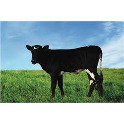 OHL MAE X SADDLEHORN