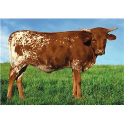 3P CHAMPAGNE OVER ICE