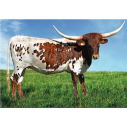 SR CLOUT'S GIBSON 7119