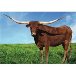 BR TEJAS SHOOTING STAR