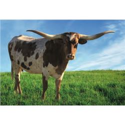 HUBBELLS QUEEN CATCHIT