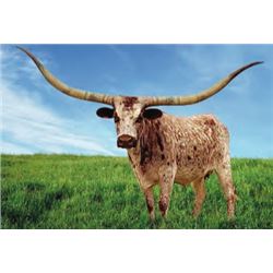 RHF SHARP KELLY GIRL