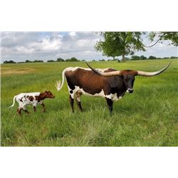 SUB LOT - BL TOOTSIE POP 648