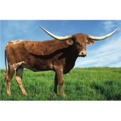 GCC PISTOLS AND PEARLS