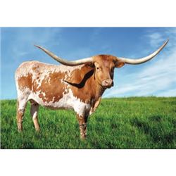 PUT A RING ON IT BCB