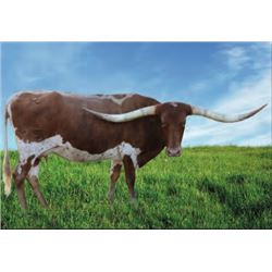 HCC WELL DUN CATCHIT