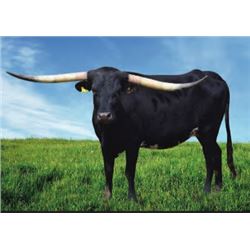 RIVERFORKS BLACK ICE