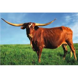 GLR MONACO'S GARNETTE