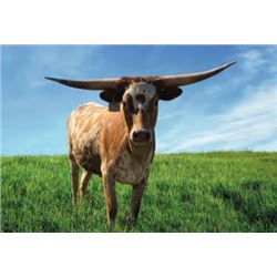 DH GUN POWDER N LACE