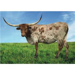 BR JENNY FROM THE STIX