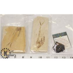 LOT OF GENUINE FOSSIL FISH IN MATRIX AND TEKTITE