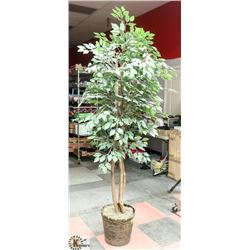 6FT SILK TREE WITH DECORATIVE PLANTER POT.