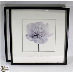 2 FRAMED PICTURES CHRISTMAS ROSE BY ALAN NEWHAM
