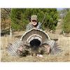 Image 1 : Erwins Outdoors - Gould’s turkey hunt for 2