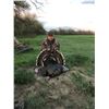 Image 2 : Merriam Turkey Hunt for 2 Hunters (Larry Bergman)