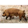 Image 2 : Triple S Wildlife Ranch - Boar hunt for 2