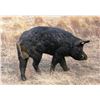 Image 3 : Triple S Wildlife Ranch - Boar hunt for 2