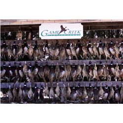 Game Creek - Pheasant hunt