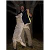 Image 2 : The Master Maine Guide - Maine Predator Hunt for 2 Hunters