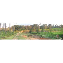 Magnolia Swamp Outfitters - Southeastern Whitetail hunt for 1