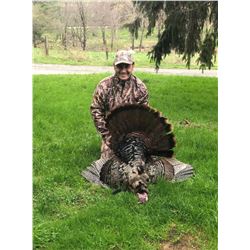 Full Fan Lodge - Eastern turkey hunt for 2 Hunters