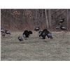 Image 2 : Full Fan Lodge - Eastern turkey hunt for 2 Hunters