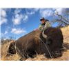 Image 1 : Sonoran Outfitters - Free range bison hunt in Mexico for 1 hunter