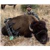 Image 3 : Sonoran Outfitters - Free range bison hunt in Mexico for 1 hunter
