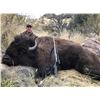 Image 4 : Sonoran Outfitters - Free range bison hunt in Mexico for 1 hunter