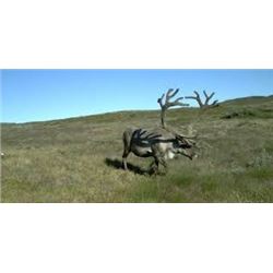 Greenland Caribou* and Muskox Combo Hunt