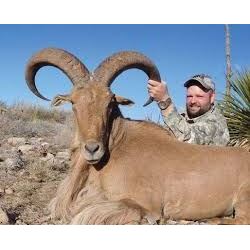 Hunter's Choice Aoudad, Sika or Mouflon in Texas