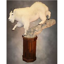 $1,000.00 Taxidermy Credit