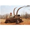 Image 1 : Trophy Sable and Blue Wildebeest Safari for 2 Hunters and 2 Observers