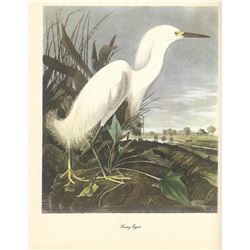 c1950 Audubon Print, Snowy Egret