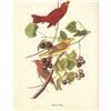 Image 1 : c1950 Audubon Print, Summer Tanager