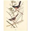 Image 1 : c1950 Audubon Print, Towhee