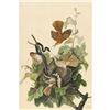 Image 1 : c1946 Audubon Print, #116 Brown Thrasher